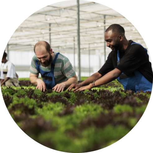 A imagem circular mostra dois homens, ambos vestindo aventais azuis, trabalhando juntos em uma plantação de verduras em um ambiente de estufa. 