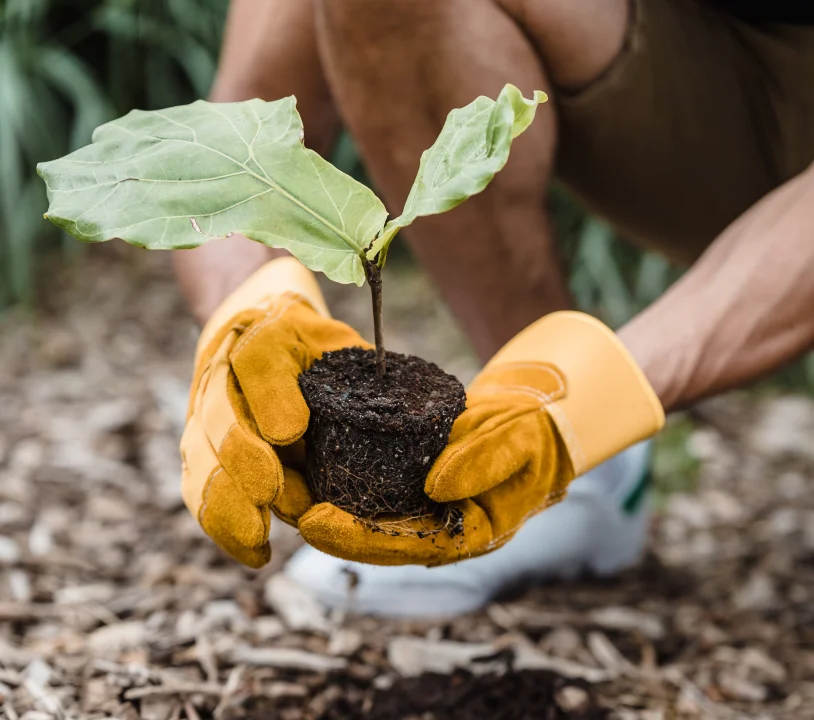 Foto das mãos de uma pessoa com luvas segurando a muda de uma planta.