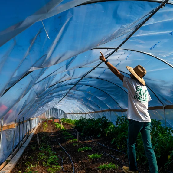Foto de homem na parte interna de uma estufa agrícola. Ele aponta para o teto.