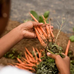 Foto de homem com cenouras com ramas nas mãos.