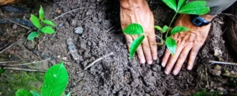 Meio Ambiente - Plantio de árvores