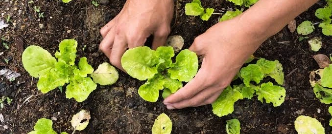 Horta Cidadã