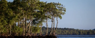 Limpeza dos Manguezais da cidade de Paranaguá