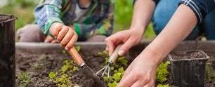 Cultivando Esperança: Construção de Horta Comunitária