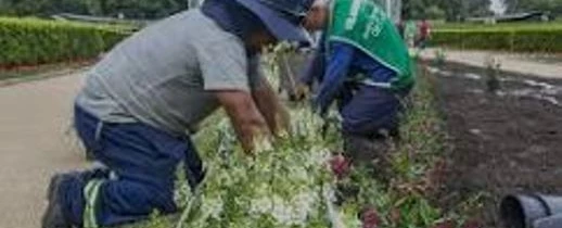 Flores para o Futuro: Revitalização no Canteiro da Escola