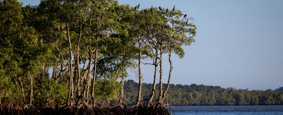 Limpeza dos Manguezais da cidade de Paranaguá