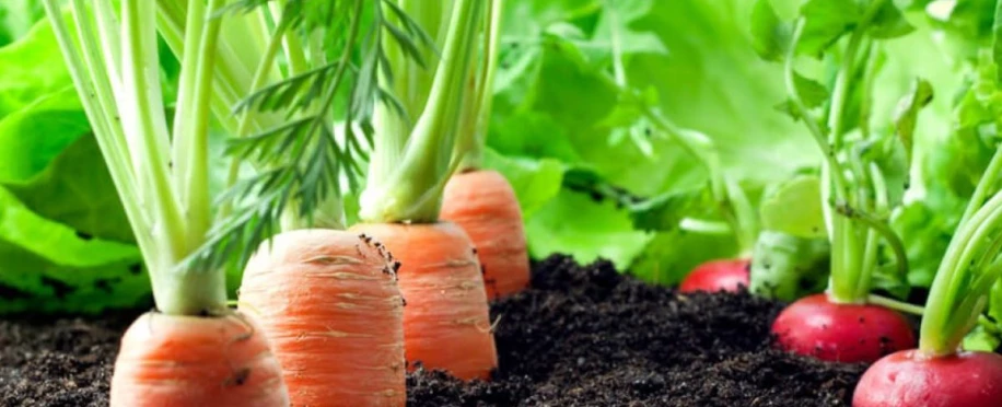 Plantando Saúde - PTG