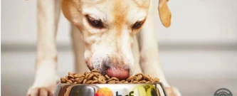 Arrecadação de Ração para PETs da ONG