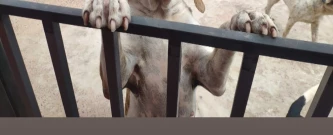 Arrecadação de Ração para PET