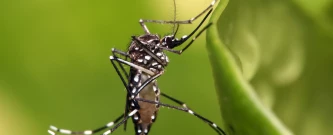 BRF Contra a Dengue